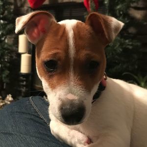 Meet your Posher, Ginger